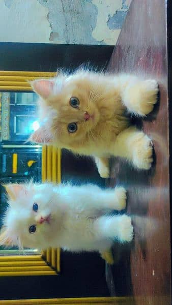 Persian Jack & Jerry Cat Breed 2