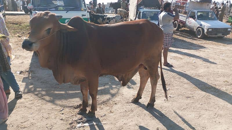 Qurbani k 2 dant bull available reasonable price 0