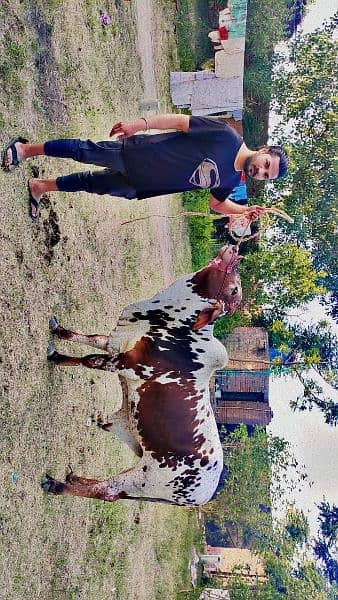 Qurbani k 2 dant bull available reasonable price 3