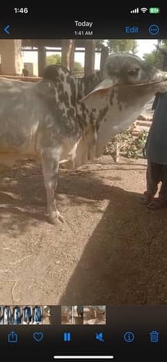 cow bull for sale
