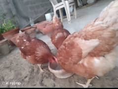 3 lohaman brown hens looking for a new shelter