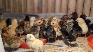 Egyptian Fayoumi Chicks | Misri Farming | Farm Silver Golden Desi Eggs