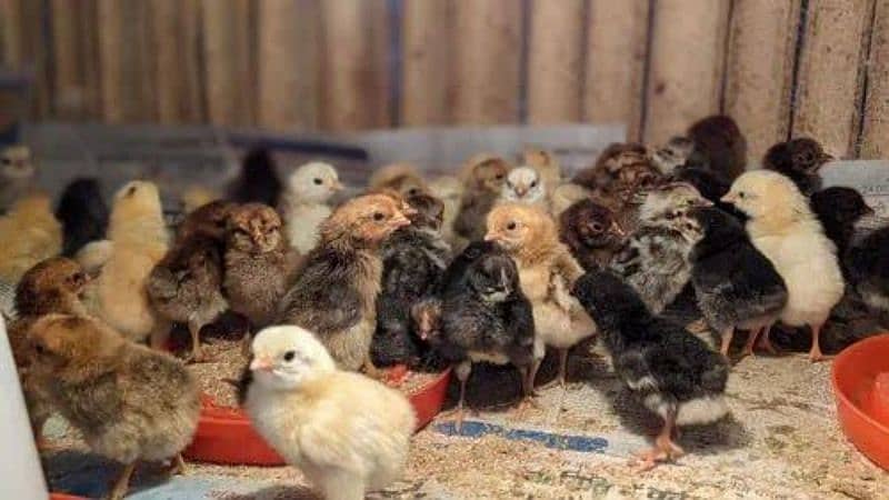 Egyptian Fayoumi Chicks | Misri Farming | Farm Silver Golden Desi Eggs 0