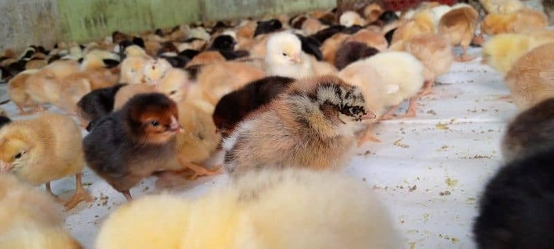 Egyptian Fayoumi Chicks | Misri Farming | Farm Silver Golden Desi Eggs 1