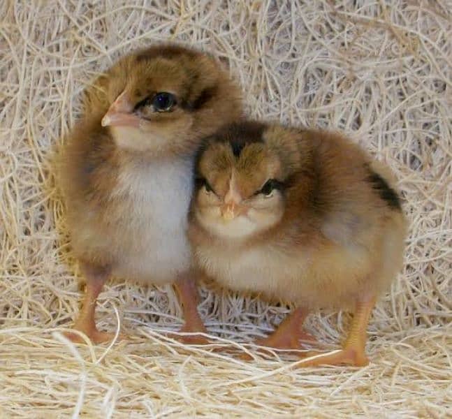 Egyptian Fayoumi Chicks | Misri Farming | Farm Silver Golden Desi Eggs 2