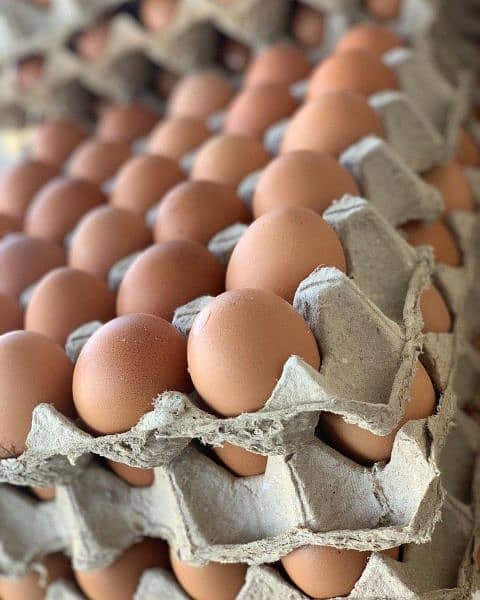 Egyptian Fayoumi Chicks | Misri Farming | Farm Silver Golden Desi Eggs 6