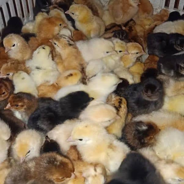 Egyptian Fayoumi Chicks | Misri Farming | Farm Silver Golden Desi Eggs ...