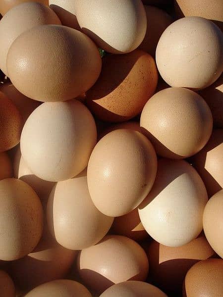 Egyptian Fayoumi Chicks | Misri Farming | Farm Silver Golden Desi Eggs 4