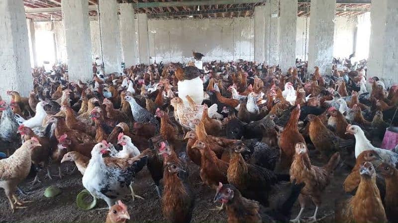 Egyptian Fayoumi Chicks | Misri Farming | Farm Silver Golden Desi Eggs 7