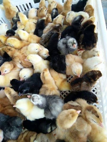 Egyptian Fayoumi Chicks | Misri Farming | Farm Silver Golden Desi Eggs ...