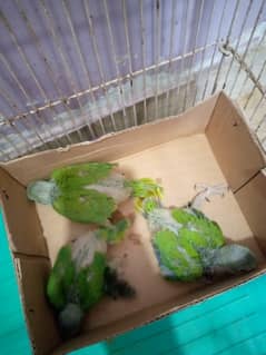 5000 Healthy and active green parrot chicks available.