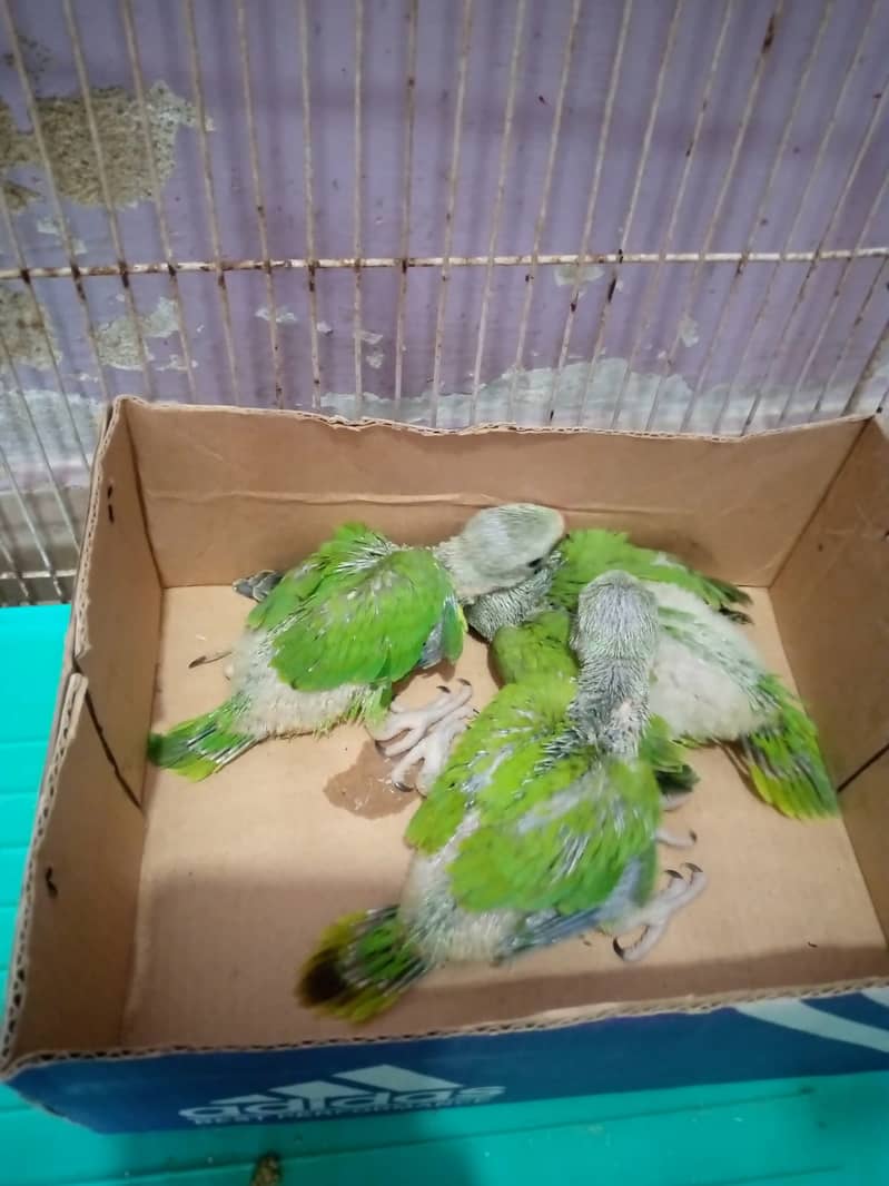 5000 Healthy and active green parrot chicks available. 1