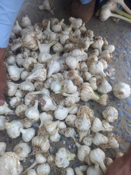 Desi lehson (Garlic) 1