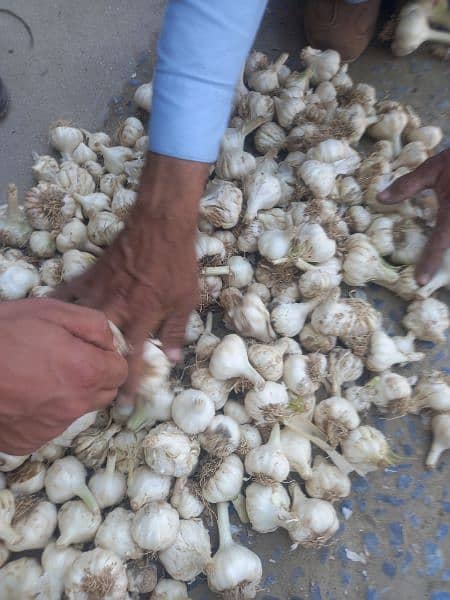 Desi lehson (Garlic) 4