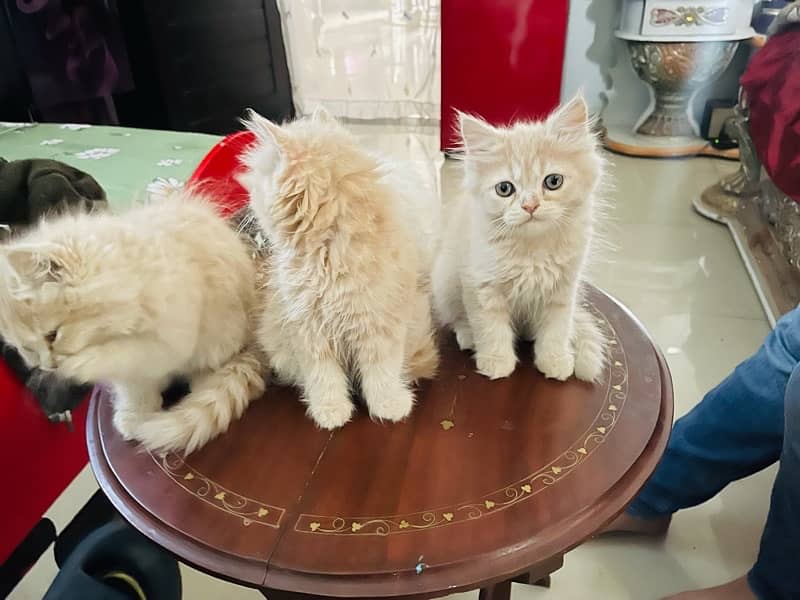 Persian kittens 15