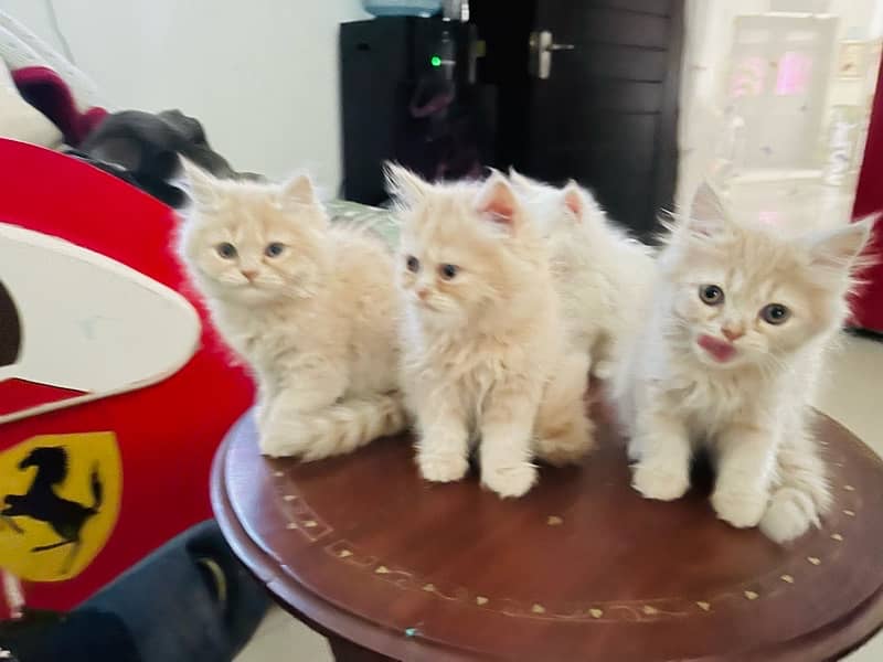 Persian kittens 16