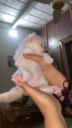 Persian Kitten Available 0311/363/27/82 For New Home
