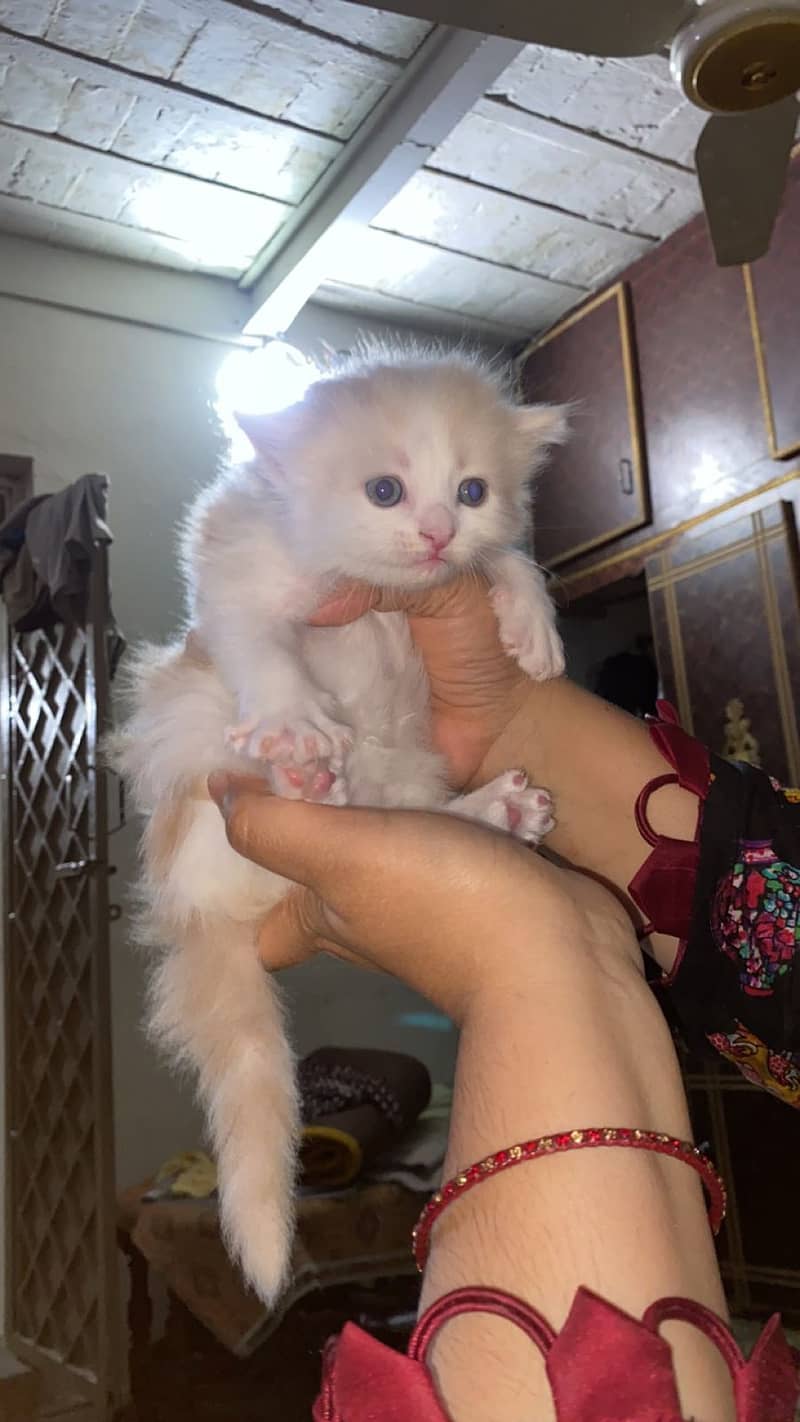 Persian Kitten Available 0311/363/27/82 For New Home 4
