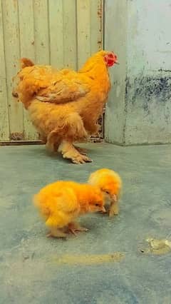 Golden heavy Buff supreme quality chicks