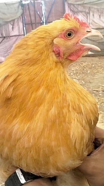 Golden heavy Buff supreme quality chicks 3
