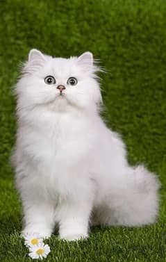 Persian cat Available At best price a very Joy Full and friendly cat