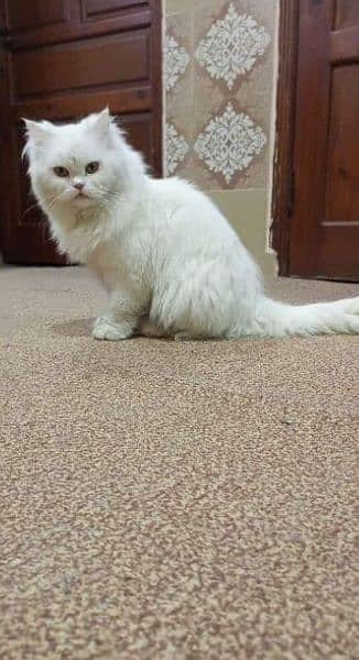 Persian cat Available At best price a very Joy Full and friendly cat 1