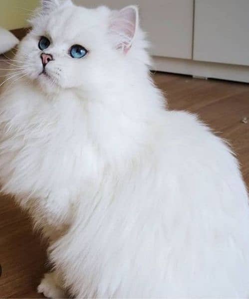 Persian cat Available At best price a very Joy Full and friendly cat 2
