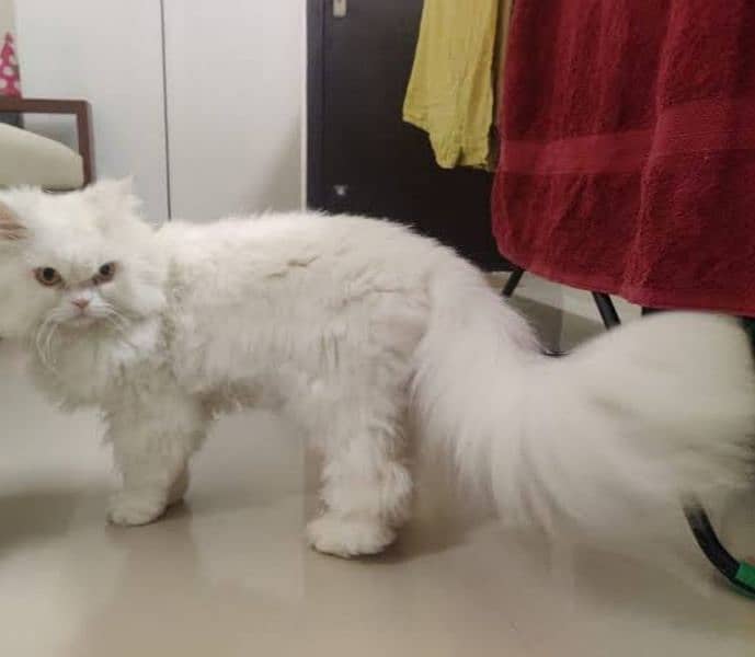Persian cat Available At best price a very Joy Full and friendly cat 3