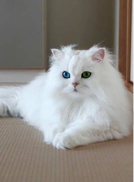 Persian cat Available At best price a very Joy Full and friendly cat 4