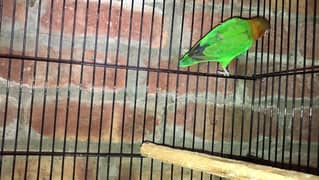 green fisher adult breeding pair for sale