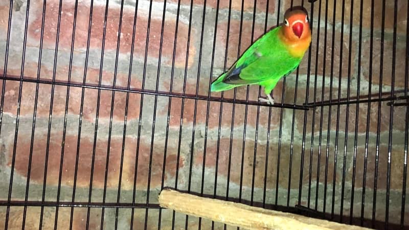 blue pastel and split ino and green fisher breeding pair for sale 5