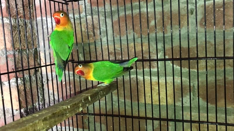 blue pastel and split ino and green fisher breeding pair for sale 6