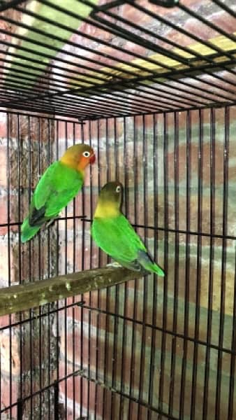 blue pastel and split ino and green fisher breeding pair for sale 7