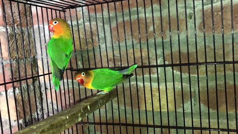 blue pastel and split ino and green fisher breeding pair for sale 8