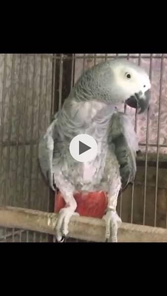 african grey parrot breeder pair 2