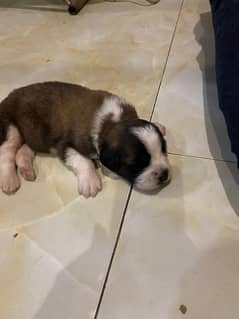 Saint Bernard female puppy for sale 0