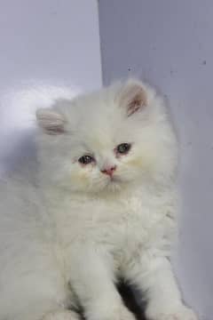 persian snow ball punch face kittens available show quality orgnl pics