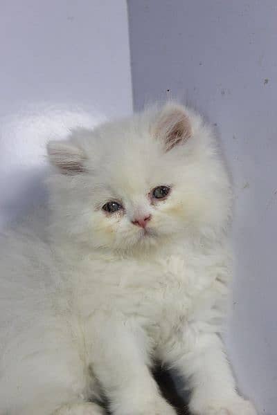 persian snow ball punch face kittens available show quality orgnl pics 0