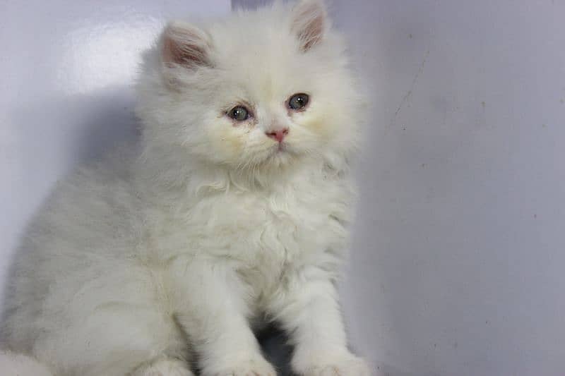 persian snow ball punch face kittens available show quality orgnl pics 1