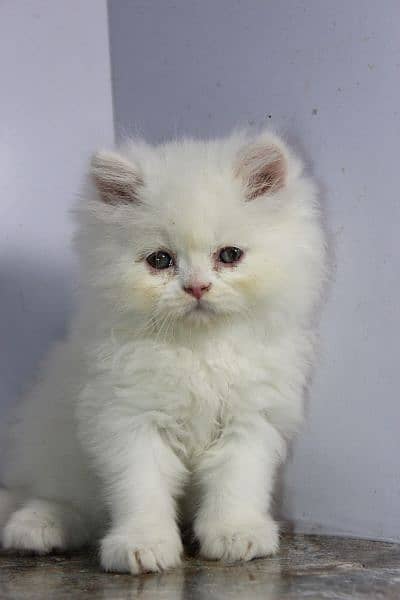 persian snow ball punch face kittens available show quality orgnl pics 2