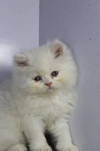 persian snow ball punch face kittens available show quality orgnl pics 3