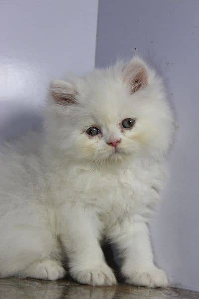 persian snow ball punch face kittens available show quality orgnl pics 4