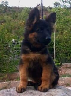 outstanding breed german shepherd puppy