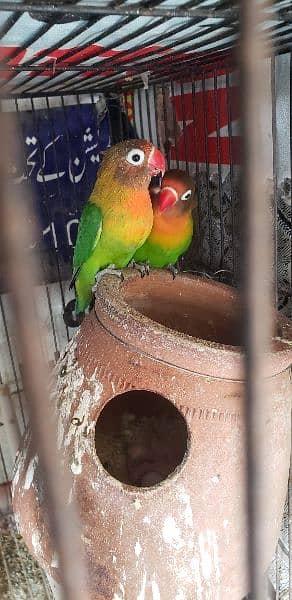 parrots lovebird fisher x black head breeder pair granted with eggs 1