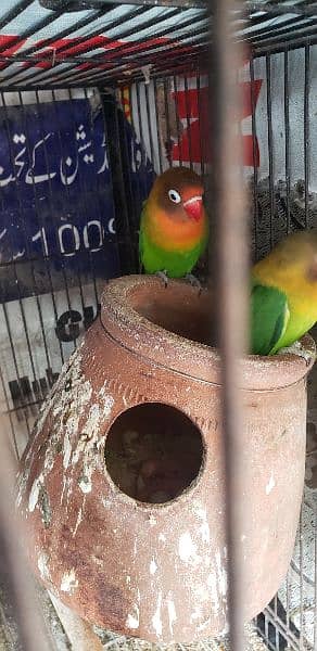 parrots lovebird fisher x black head breeder pair granted with eggs 2