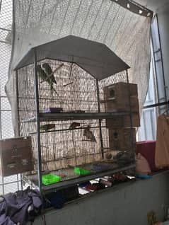 I SALE MY SMALL SETUP LOVE BIRDS AND GREEN RING NECK