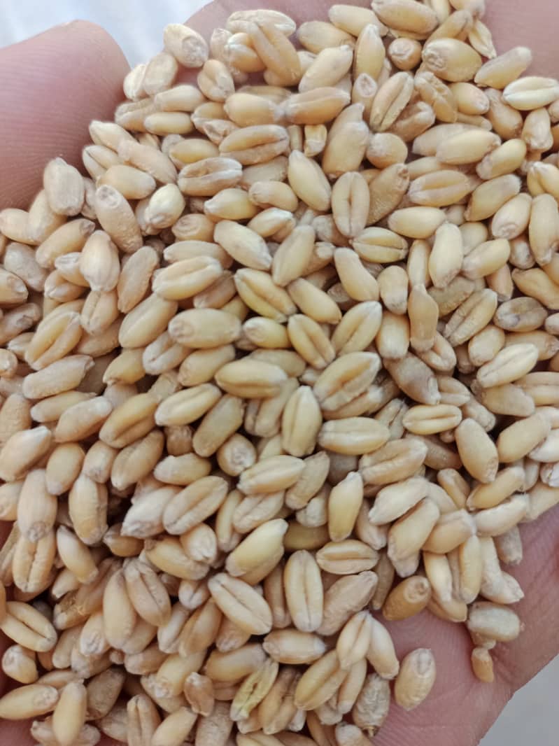 Wheat white chapati /gandum 1