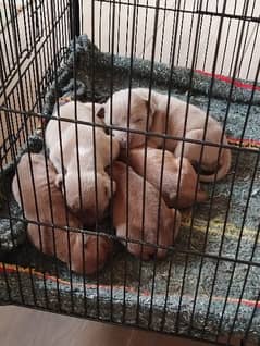 American Pedigree Pitbull Puppies For Sale