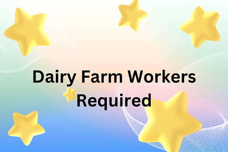 Dairy Farm Worker 0
