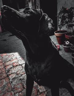 black labrador male for sale